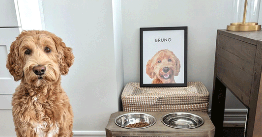 Wall Art Gallery Ideas with Custom Pet Portraits (Canada)