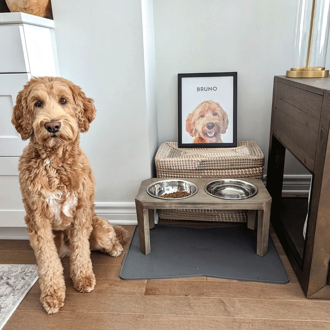 Pet Portraits Collection
